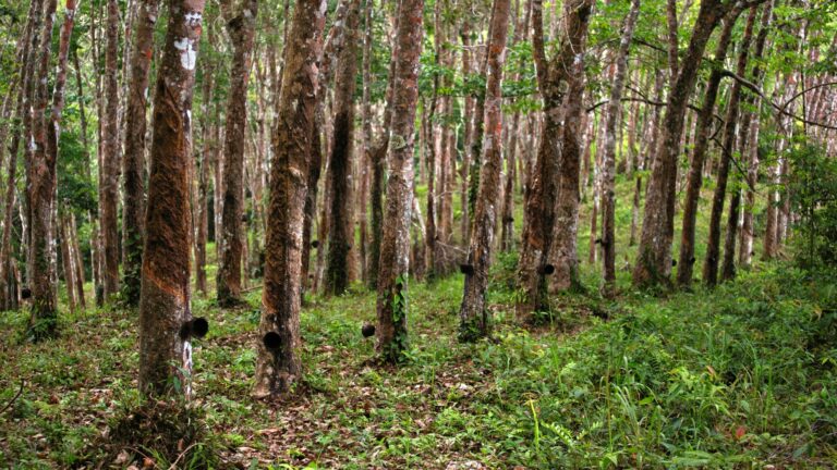 rubber plantations in kerala high ranges by syrian christians